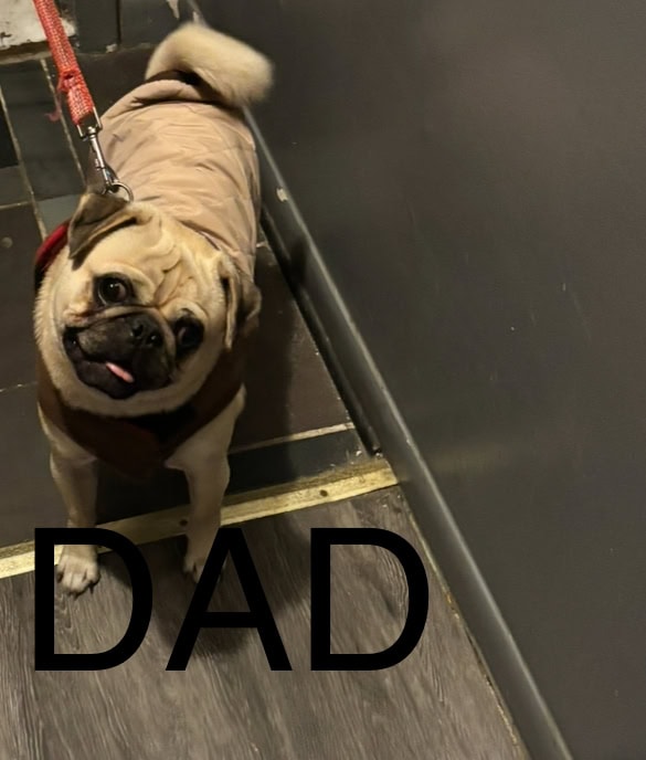 PUG PUPPIES!! image 22