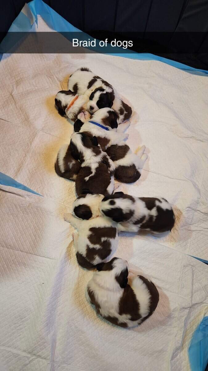 Saint Bernards for Sale image 2