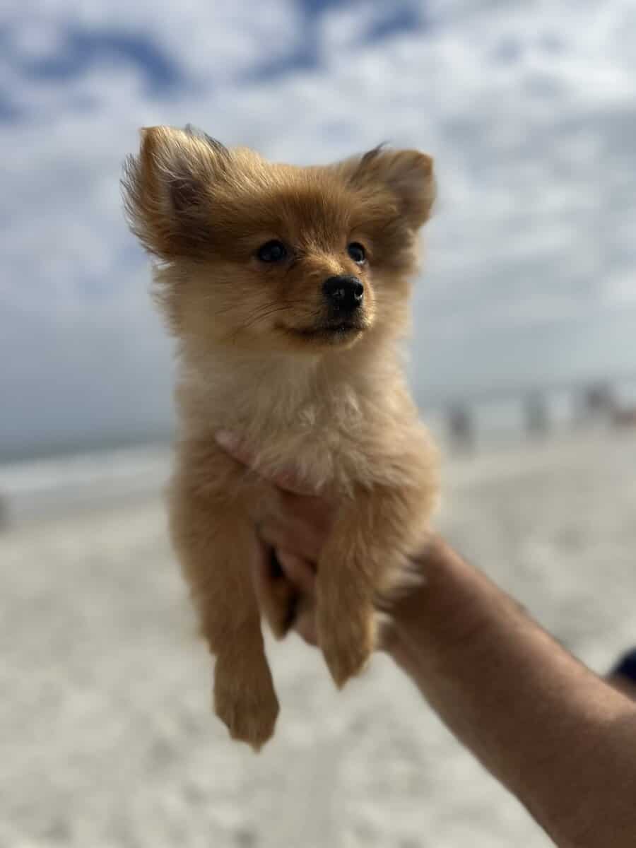 Pomeranian image 1