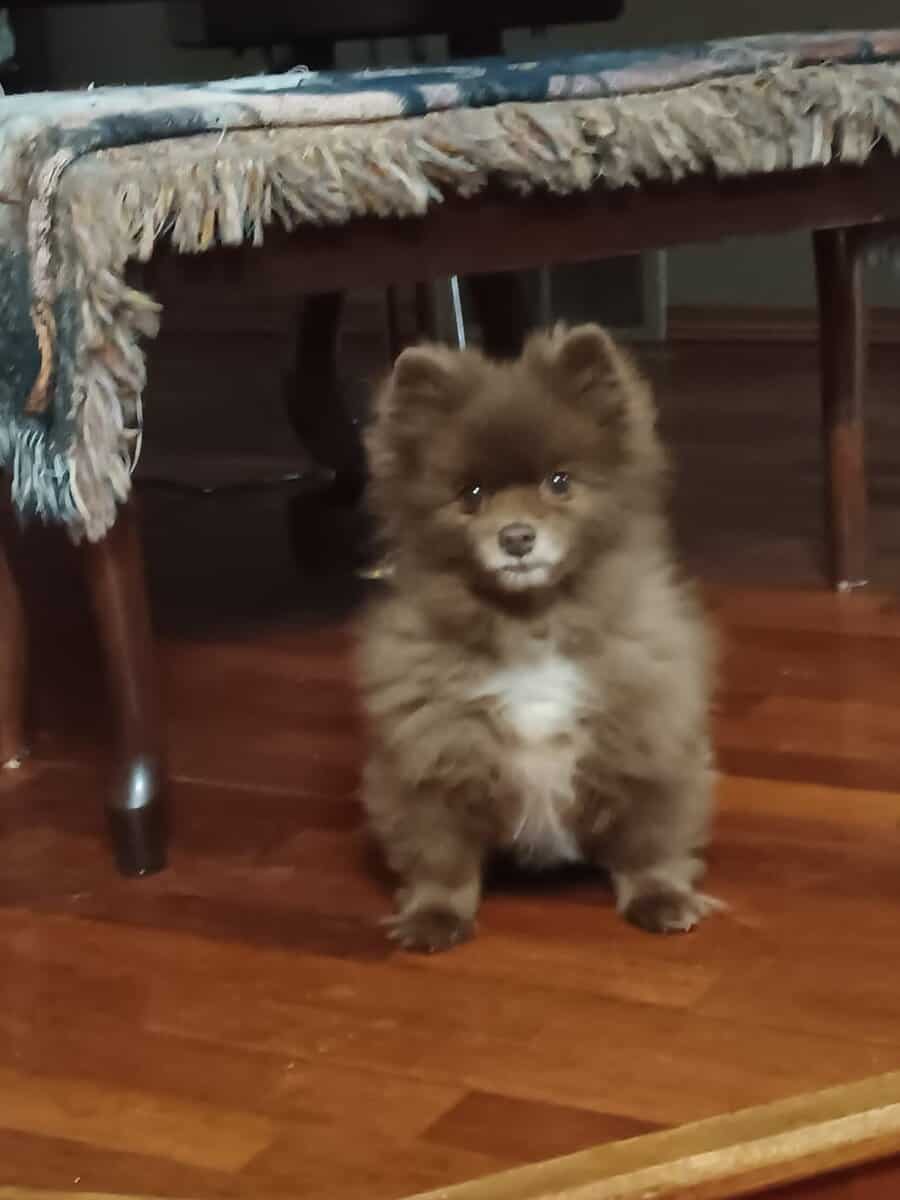Brownie Pomeranian Puppy image 8