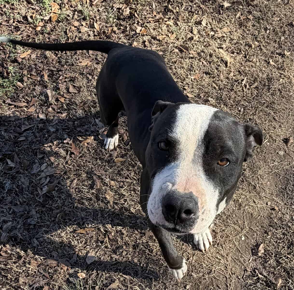 Sweet Girl Needs Home image 1