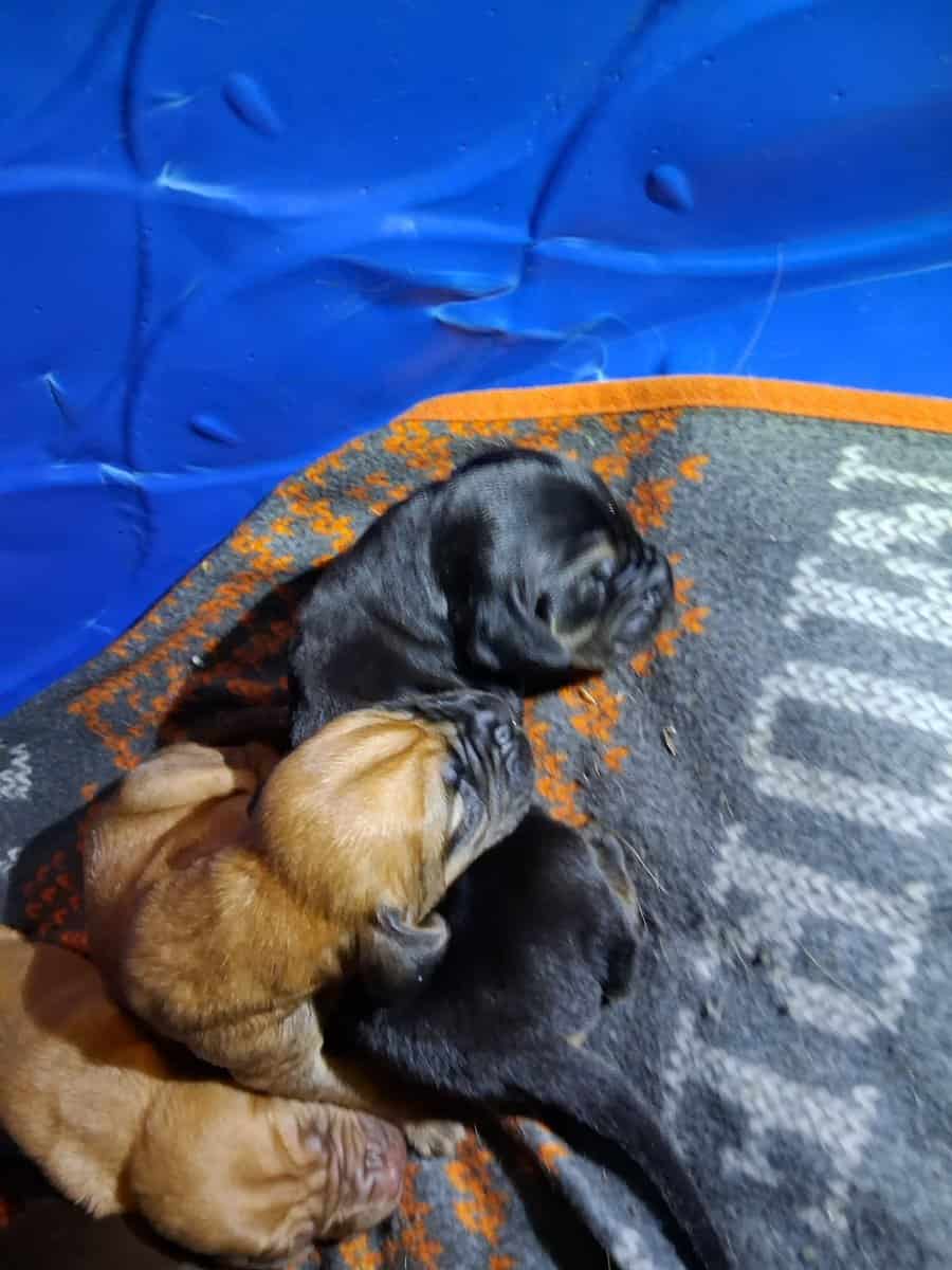 AKC/CKC Bloodhound Puppies image 3