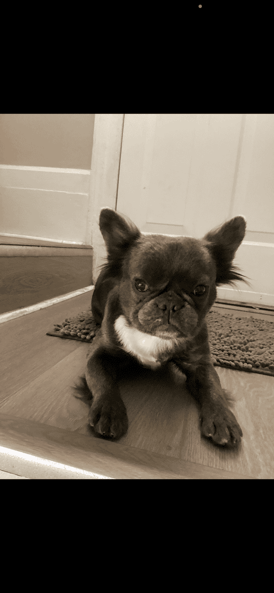 Fluffy frenchie image 1
