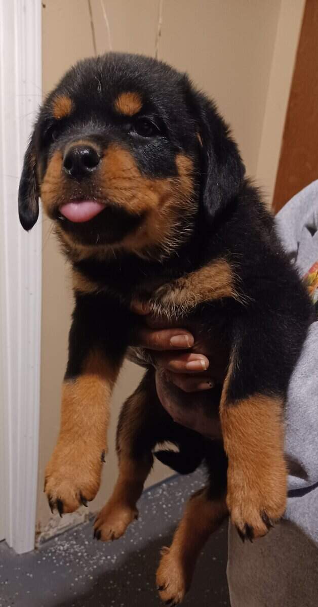 Rottie Pups For Sale image 19