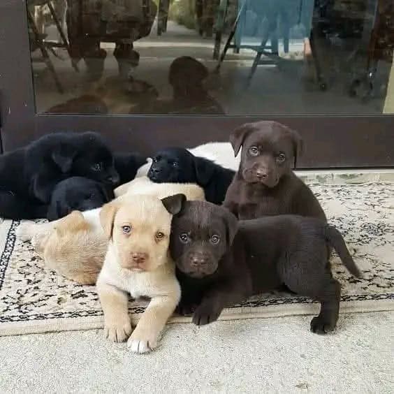 Labrador Retriever puppies Available image 3