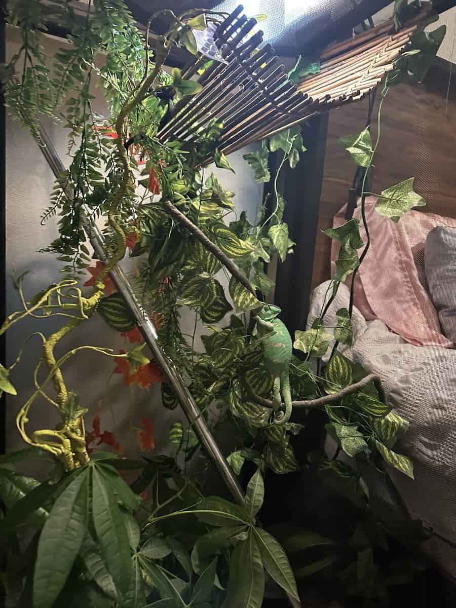 Chameleon and enclosure image 3