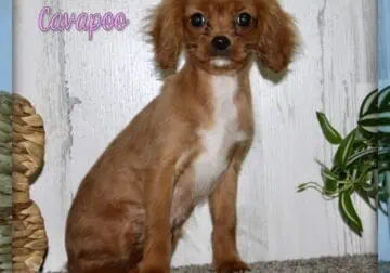 Elsa Female Cavapoo