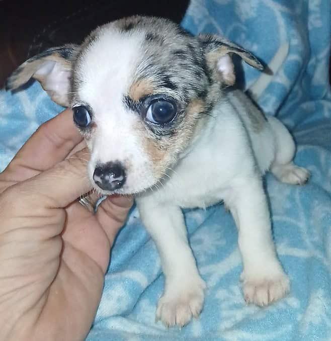 Tiny white with Merle piebald female chihuahua pup image 16