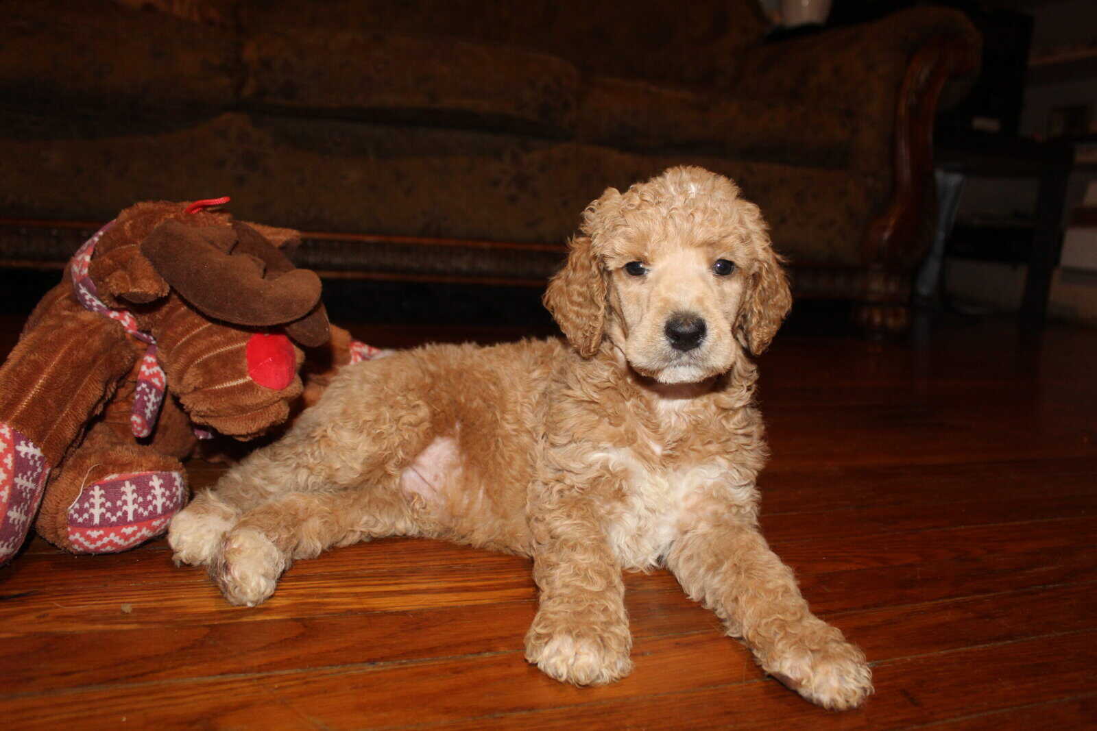 Standard poodle puppies image 1
