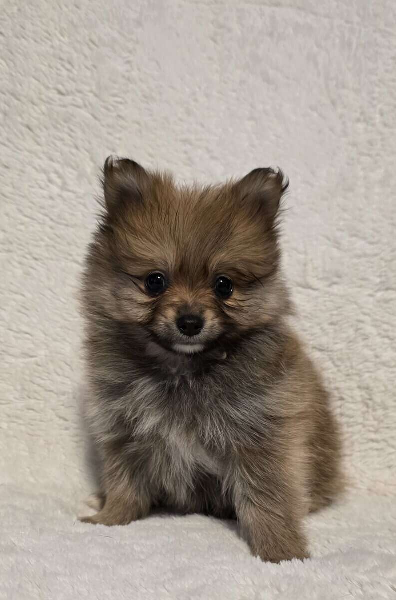 Pomeranian puppies image 1