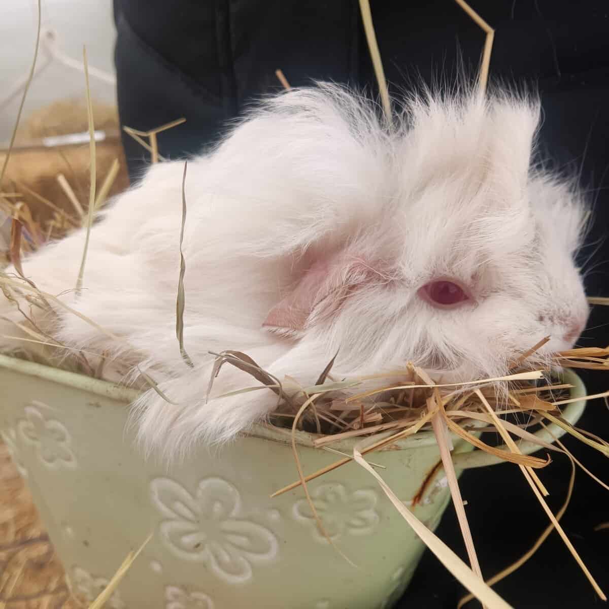 Adorable long haired baby guinea pigs image 3