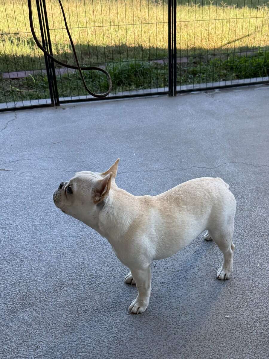 fawn 6 months female French Bulldog image 4