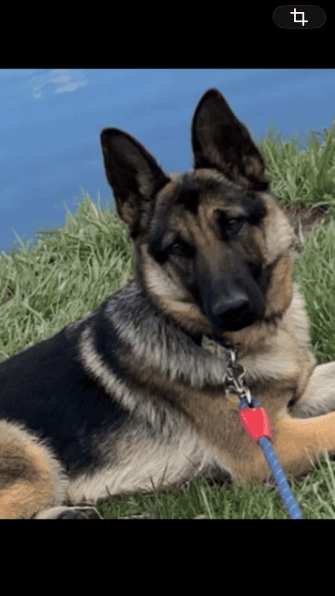 Sable German Sheperds image 5