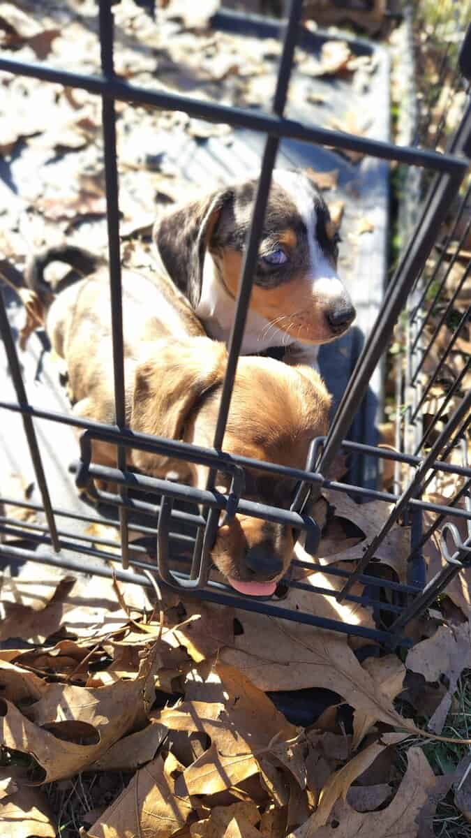Mini Dachshund image 2