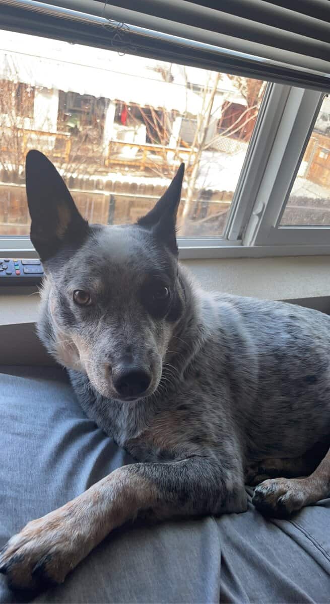 Looking for a loving home for Nova image 3
