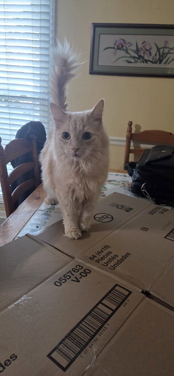 Adult Cat Domestic Long Hair named Bear image 2
