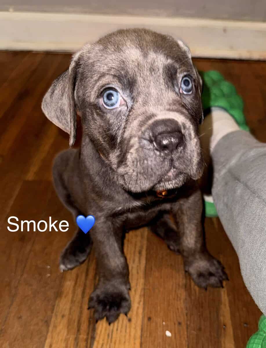 Beautiful Cane Corso Puppies Available 🐶❤️ image 4