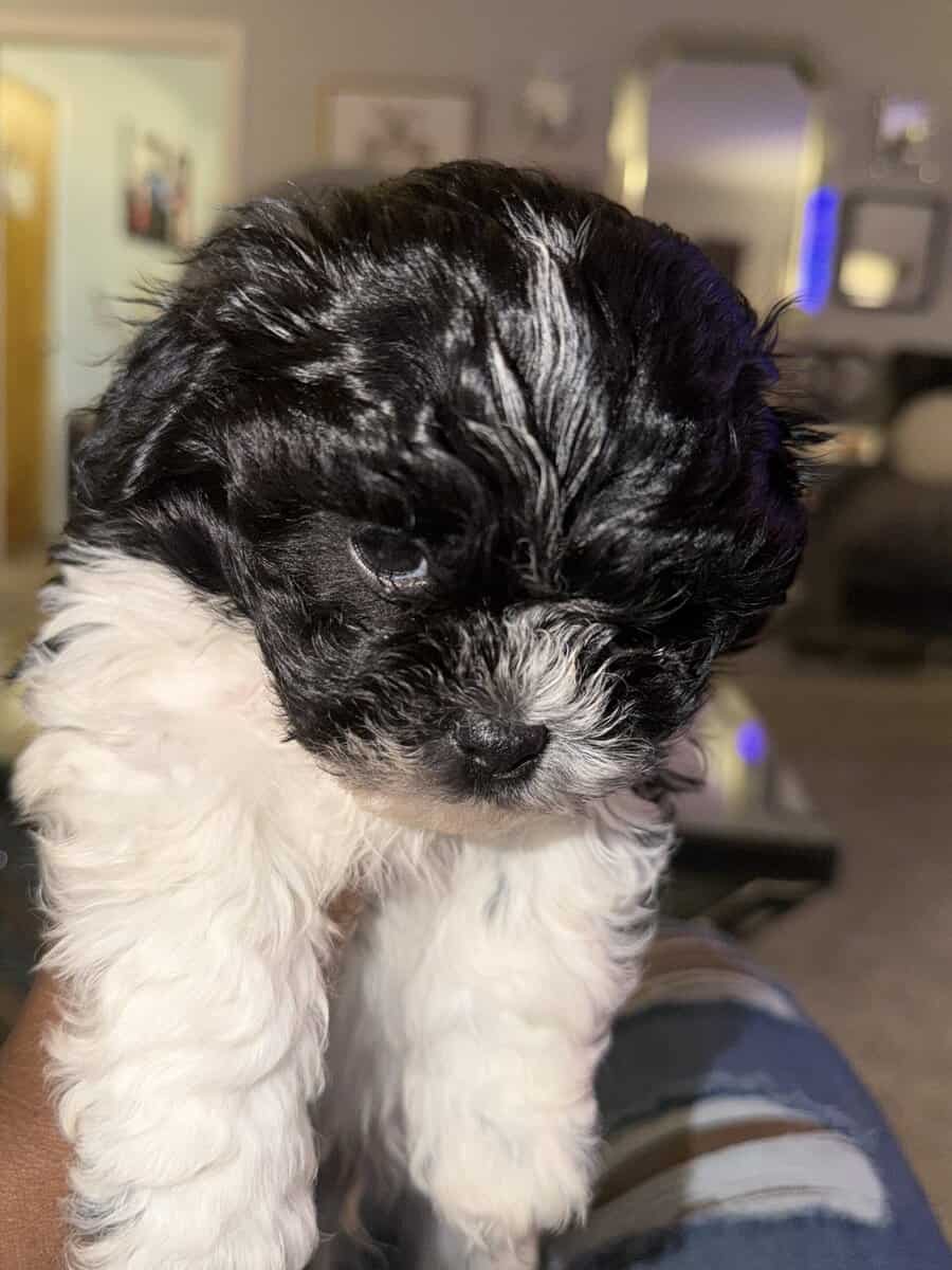 Adorable Teddy Bear Puppies image 6