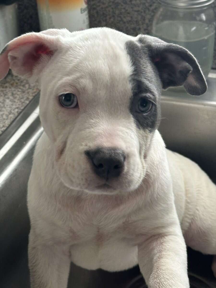 I have 3 XL American Bullies looking for a home image 1