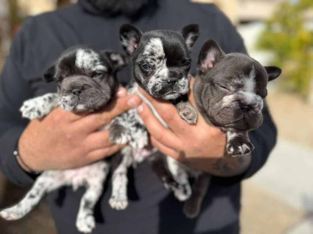Bigrope fluffy french bulldog image 2
