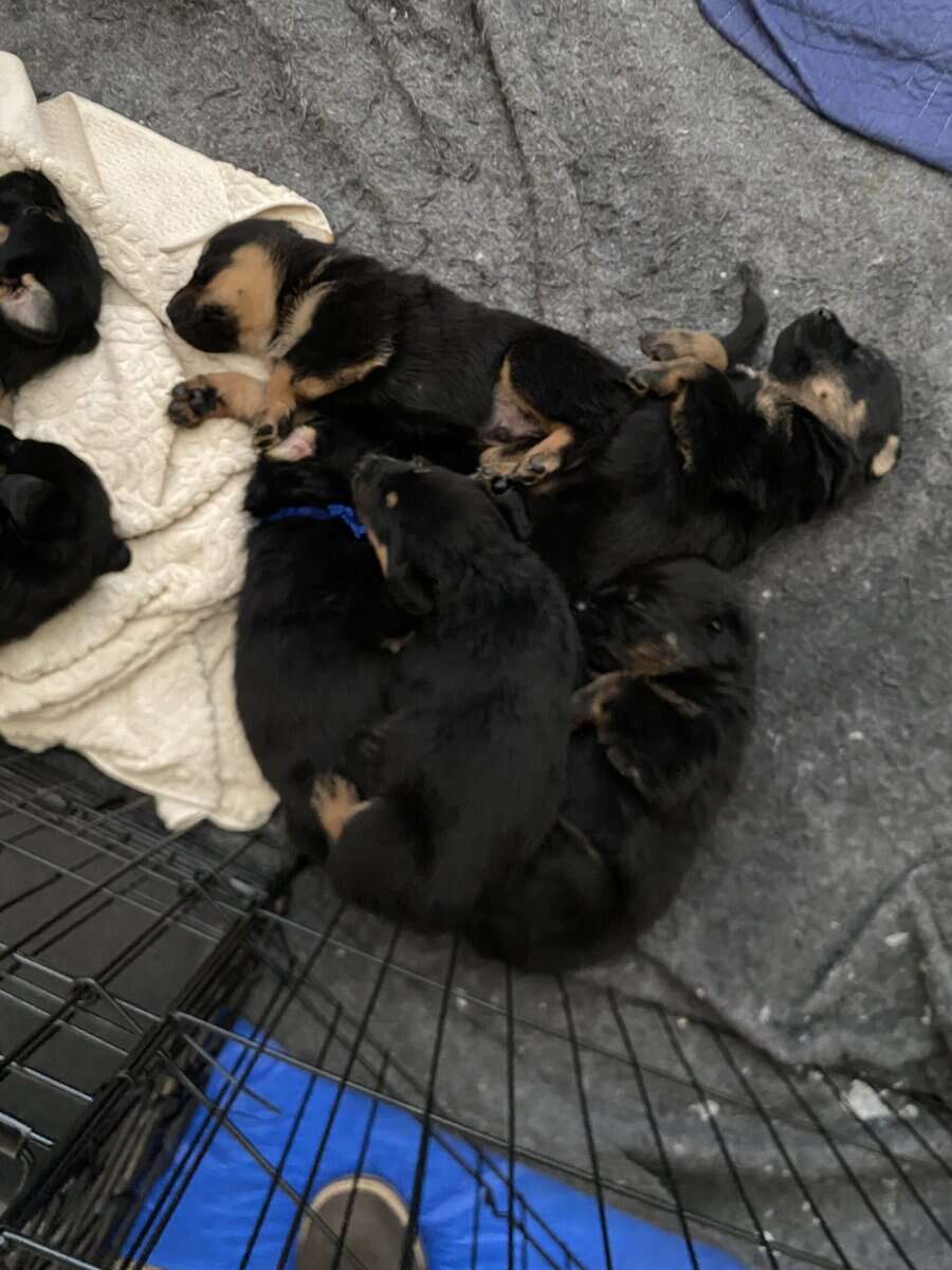 Shepweiler Puppiess image 2