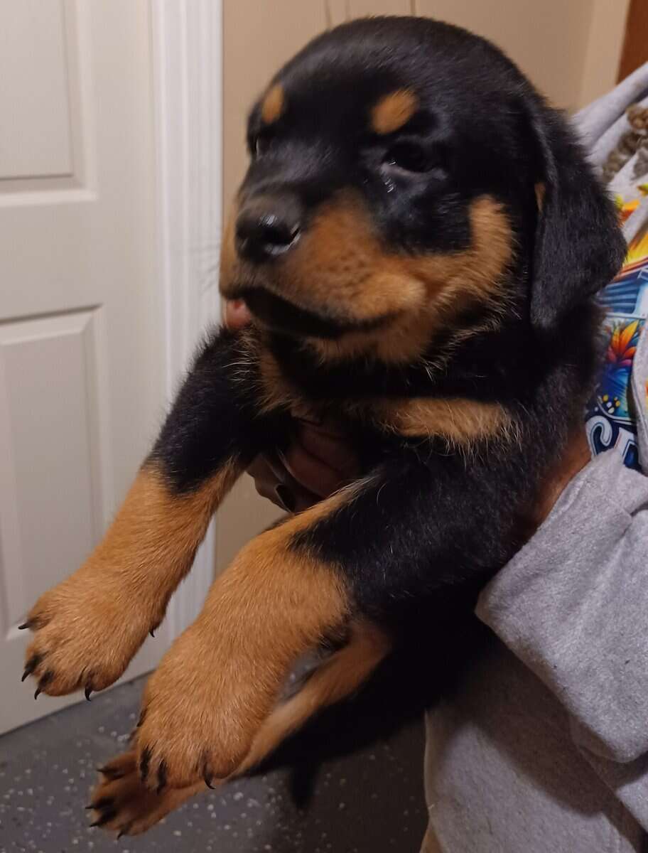 Rottie Pups For Sale image 18