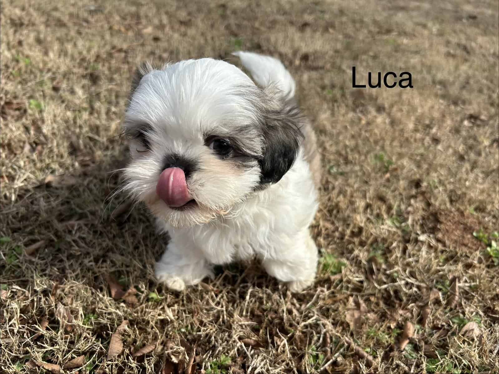 Shih Tzu Puppies ready for adoption! image 2