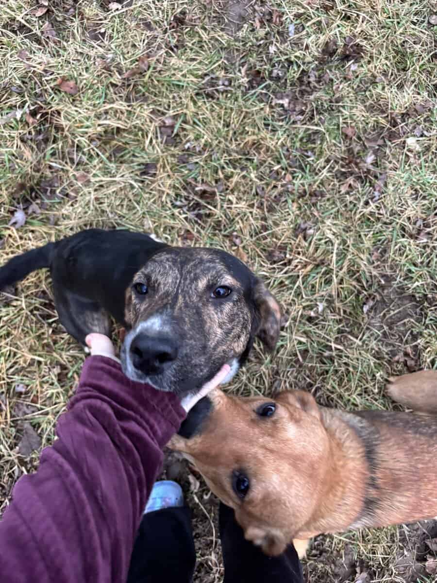 Puppies and young male dogs image 1