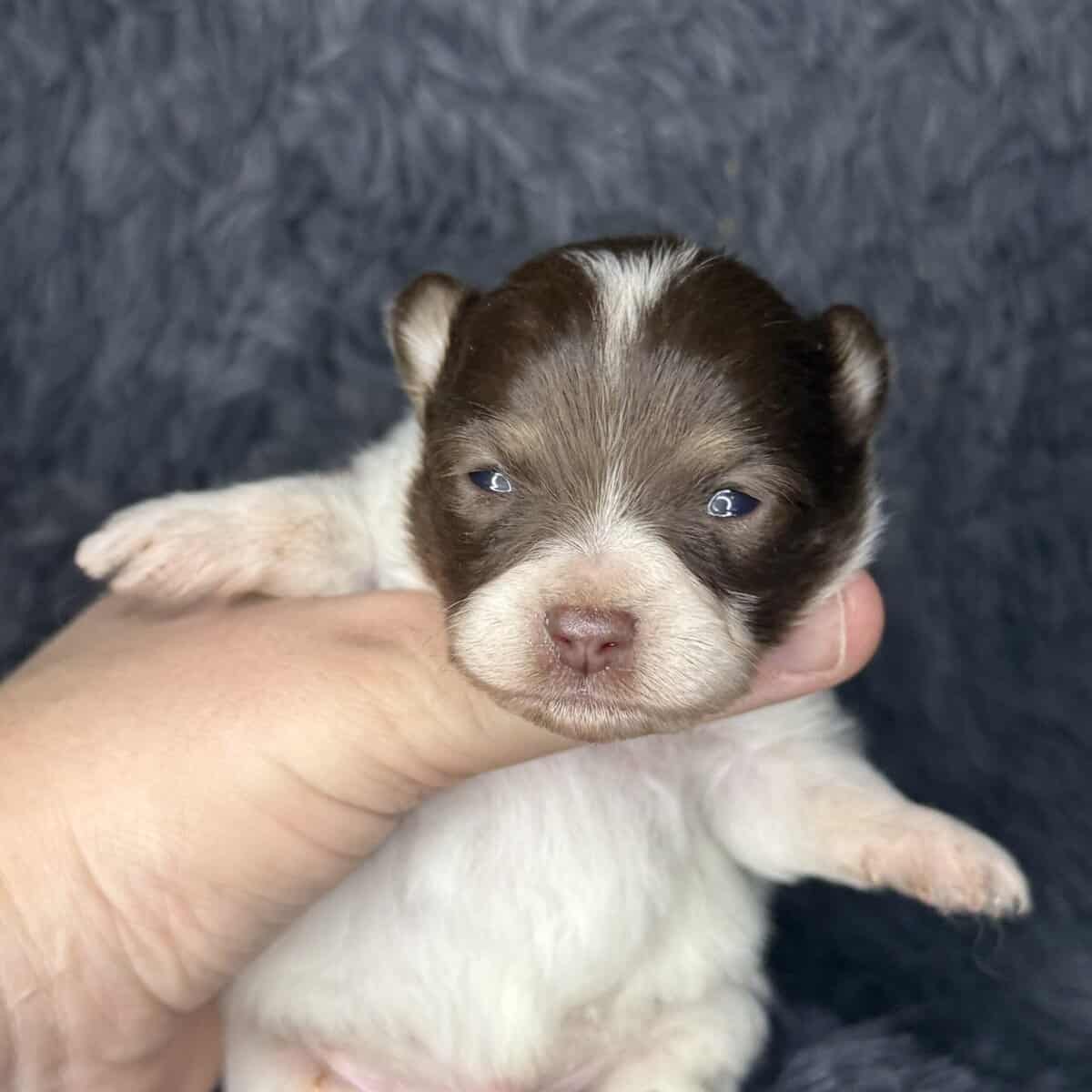 AKC Tiny Pomeranian Puppies image 2