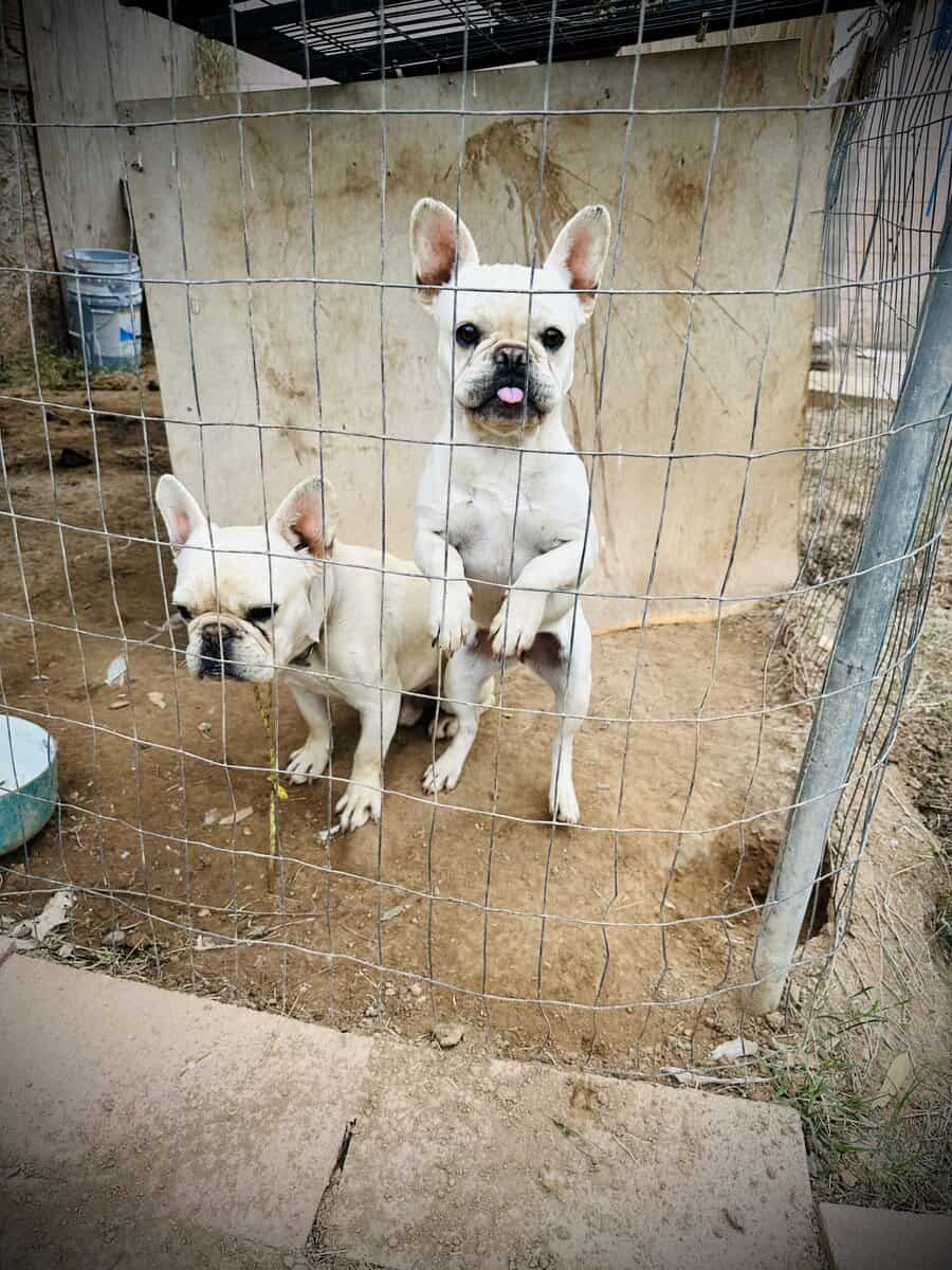 2 White Frenchies for Sale image 3