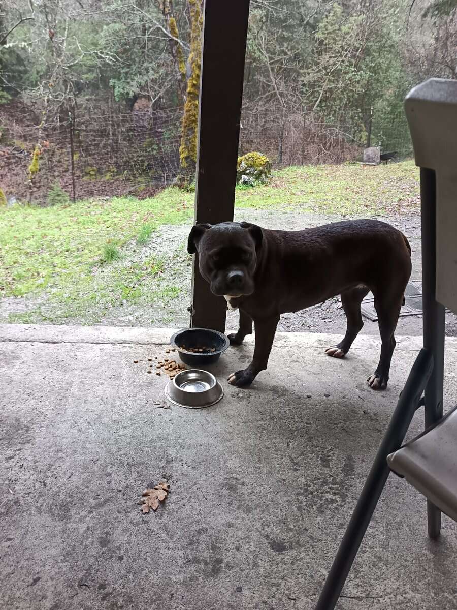 American Staffordshire terrier image 4
