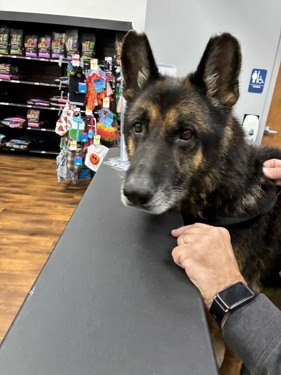 Male German Shepherd GSD looking for a new home image 1