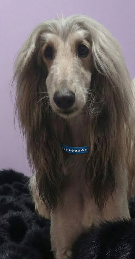 Afghan hound image 1