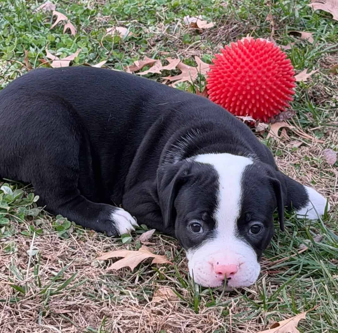 American Bulldog puppies image 4
