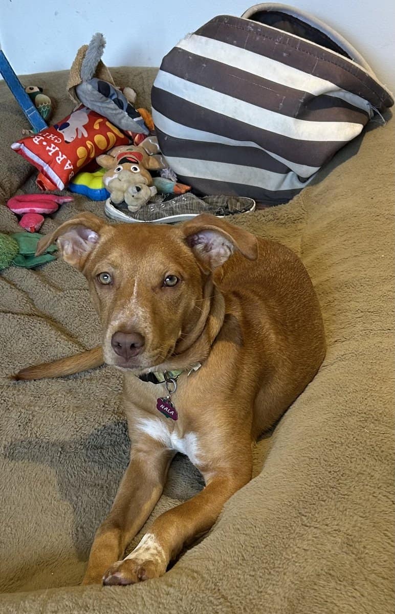 Need an urgent home for Nala image 1