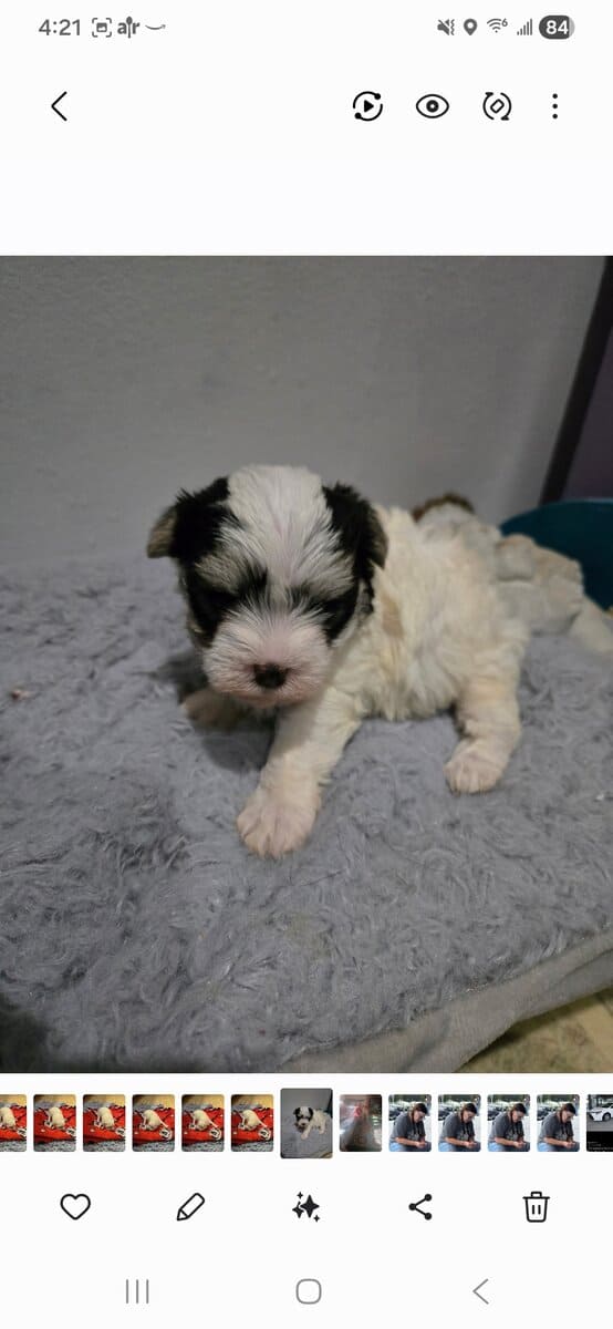 Morkie Female image 1