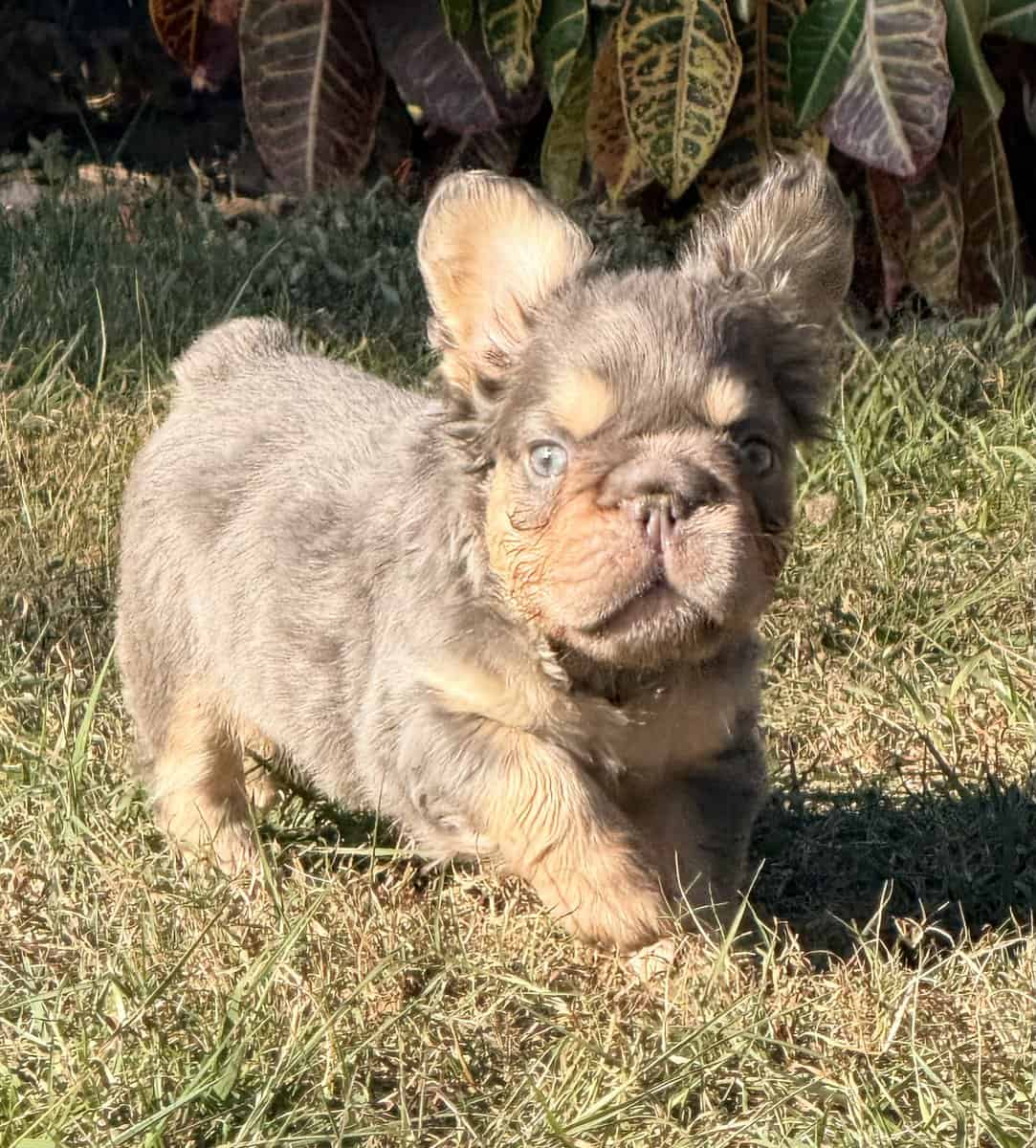 French Bulldog image 10