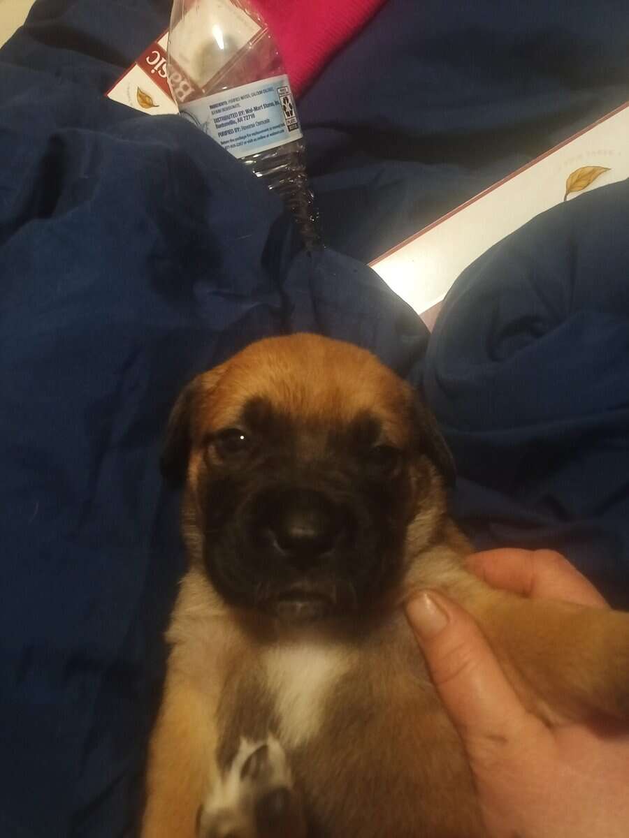 Puppy for a forever home image 1