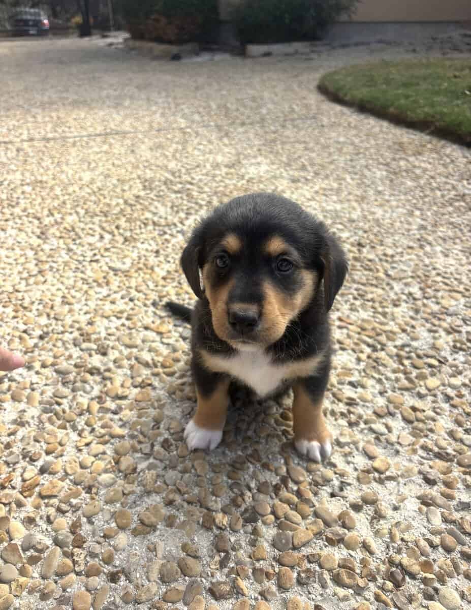 Cowboy corgi image 3