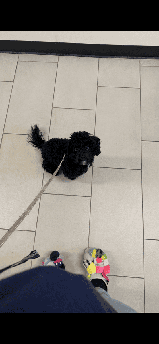 STUNNING Bichpoo Seeking her Forever person image 3