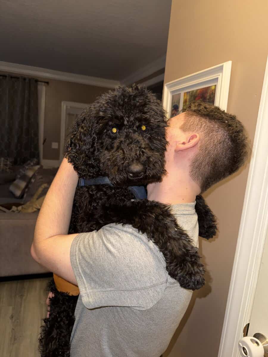 AKC Standard Poodle image 1