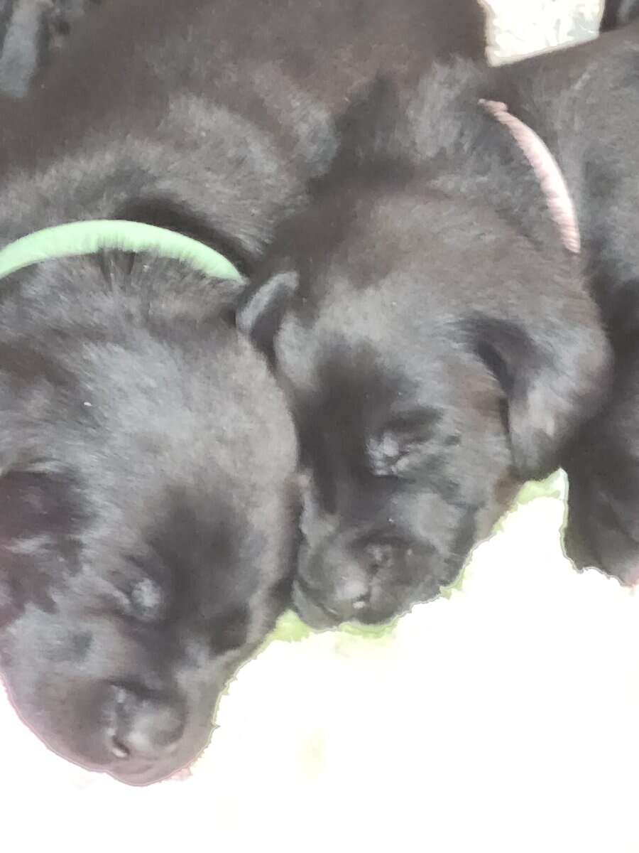 Registered Black Labrador Retriever puppies image 4