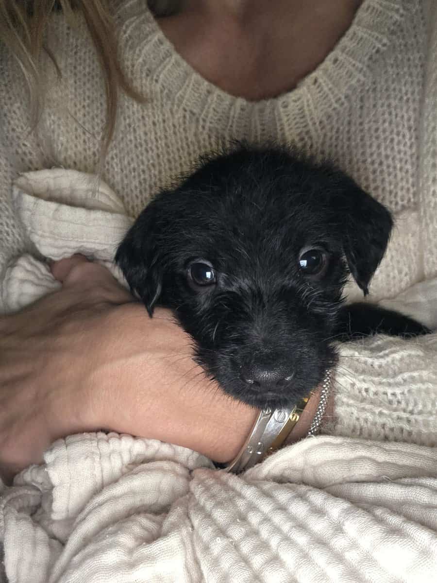 Mini Goldendoodle Puppies image 5