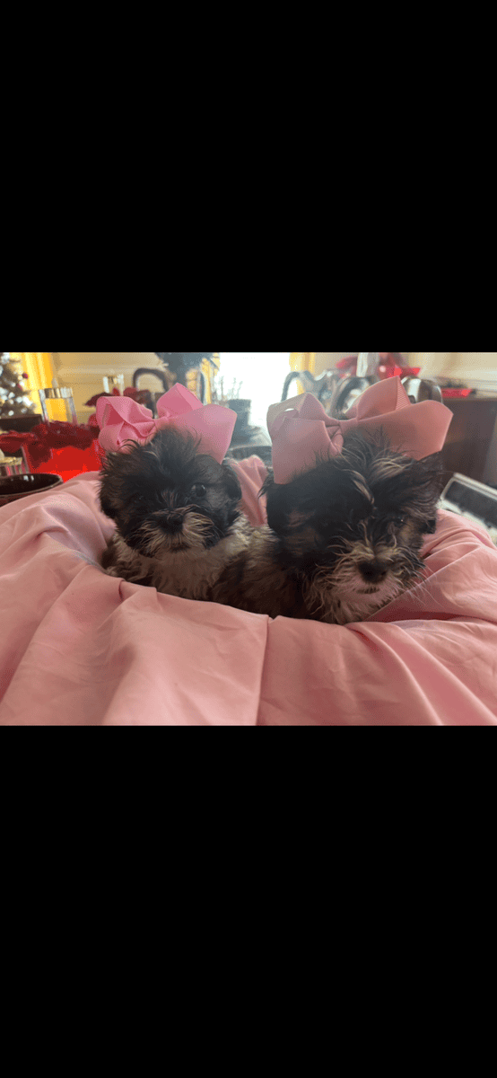 Beautiful Female Maltese x Shih Tzu image 11