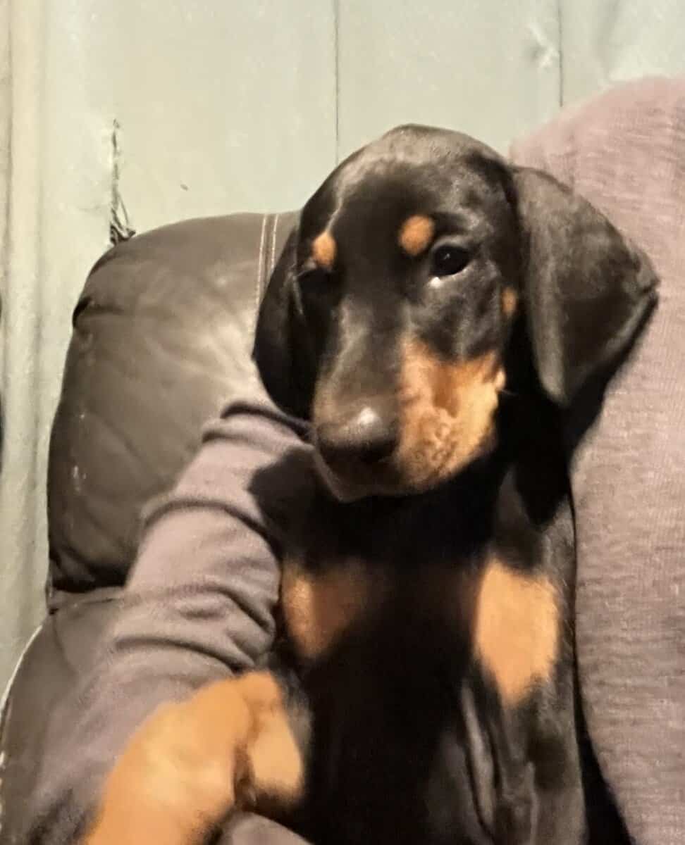 Doberman Puppies image 4