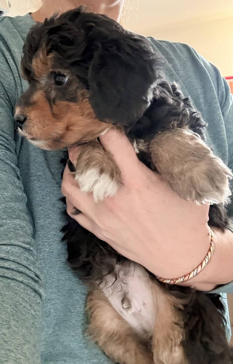 Aussiedoodle image 4