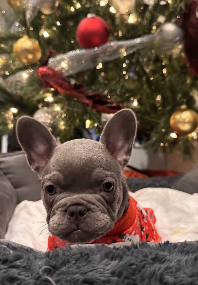 French Bulldog image 2