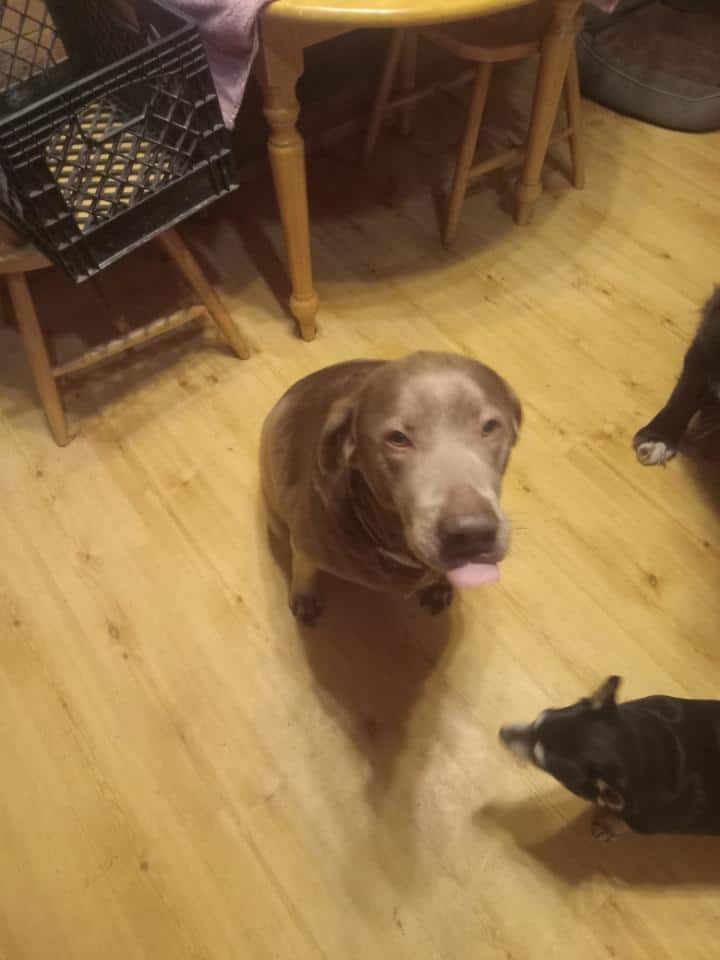 Lab puppies image 4