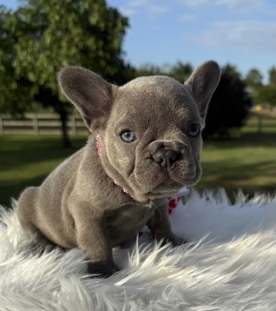 Lilac Brindle Female French Bulldog image 1