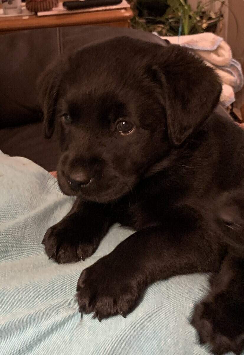 Labrador Retriever Puppies image 2
